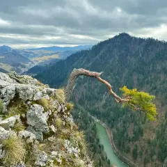 Malowniczy widok na Pieniny z charakterystycznym drzewem na skale. Rzeka Dunajec i zalesione wzgórza tworzą niezapomniane atrakcje.