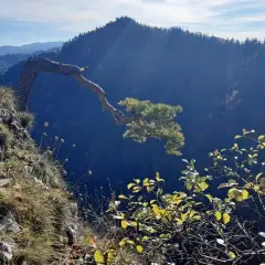 Skała i samotna sosna na zboczu, widok na góry Pieniny.