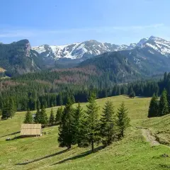Łatwa trasa zakopane: zielona dolina, las świerkowy i ośnieżone szczyty Tatr. Drewniana chata w oddali.