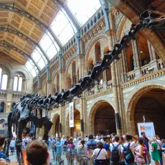 Szkielet dinozaura w holu Muzeum Historii Naturalnej w Londynie. Zwiedzający podziwiają imponującą ekspozycję.