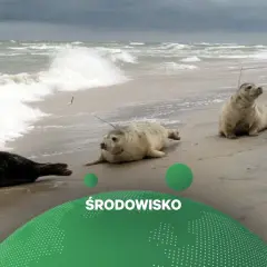 Foki odpoczywają na plaży, a w tle widać wzburzone morze. To piękny widok, który przypomina o potrzebie ochrony naszego środowiska.