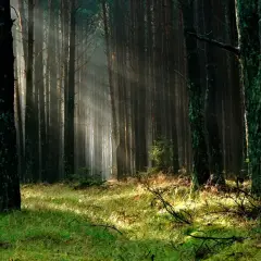 Promienie słońca przebijają się przez gęsty las pod Warszawą, oświetlając zieloną trawę i mchy na drzewach.
