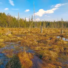 Torfowisko pod zieleńcem, z suchymi pniami drzew i wodą odbijającą błękitne niebo z chmurami.