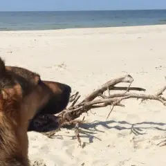 Owczarek niemiecki na plaży, cieszy się patykiem. Idealne miejsce, gdzie nad morze z psem.