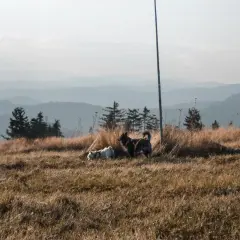 Dwa psy eksplorują trawiaste wzgórze z widokiem na góry. Idealne miejsce, gdzie w góry z psem.