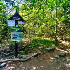 Szczytniak 554 m n.p.m. w Górach Świętokrzyskich. Tablica informacyjna i szlak w lesie.