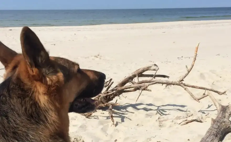 Gdzie nad morze z psem? Najlepsze plaże i porady!