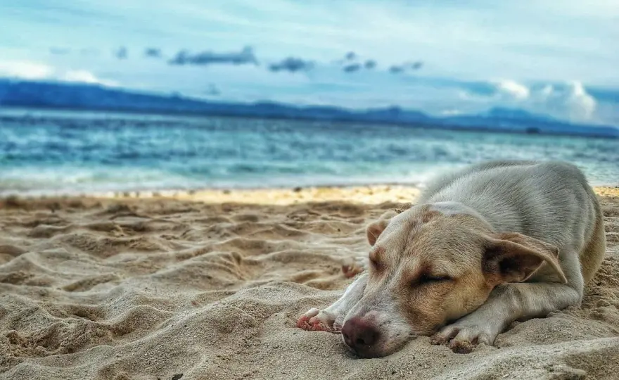 Pies nad morzem - Jak znaleźć plażę i o czym warto pamiętać?