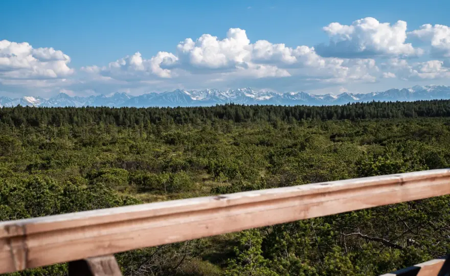 Bór na Czerwonem - Spacer kładką przez torfowisko z widokiem na Tatry