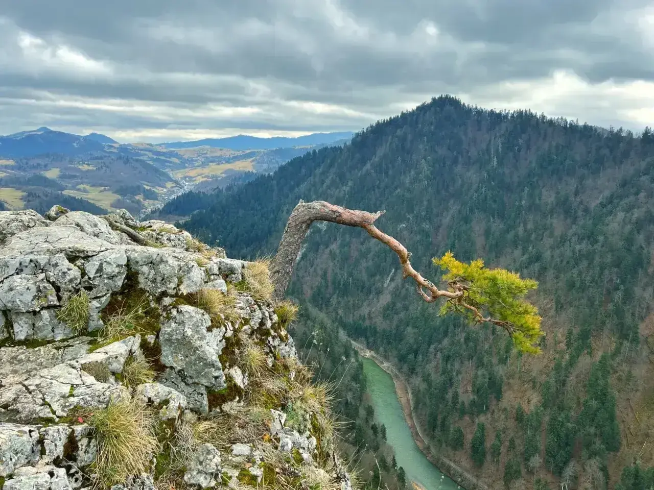 Malowniczy widok na Pieniny z charakterystycznym drzewem na skale. Rzeka Dunajec i zalesione wzgórza tworzą niezapomniane atrakcje.