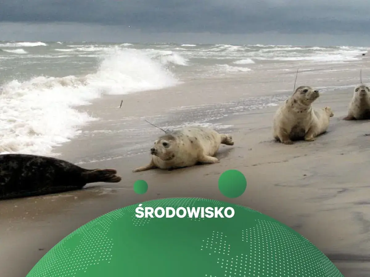 Foki odpoczywają na plaży, a w tle widać wzburzone morze. To piękny widok, który przypomina o potrzebie ochrony naszego środowiska.