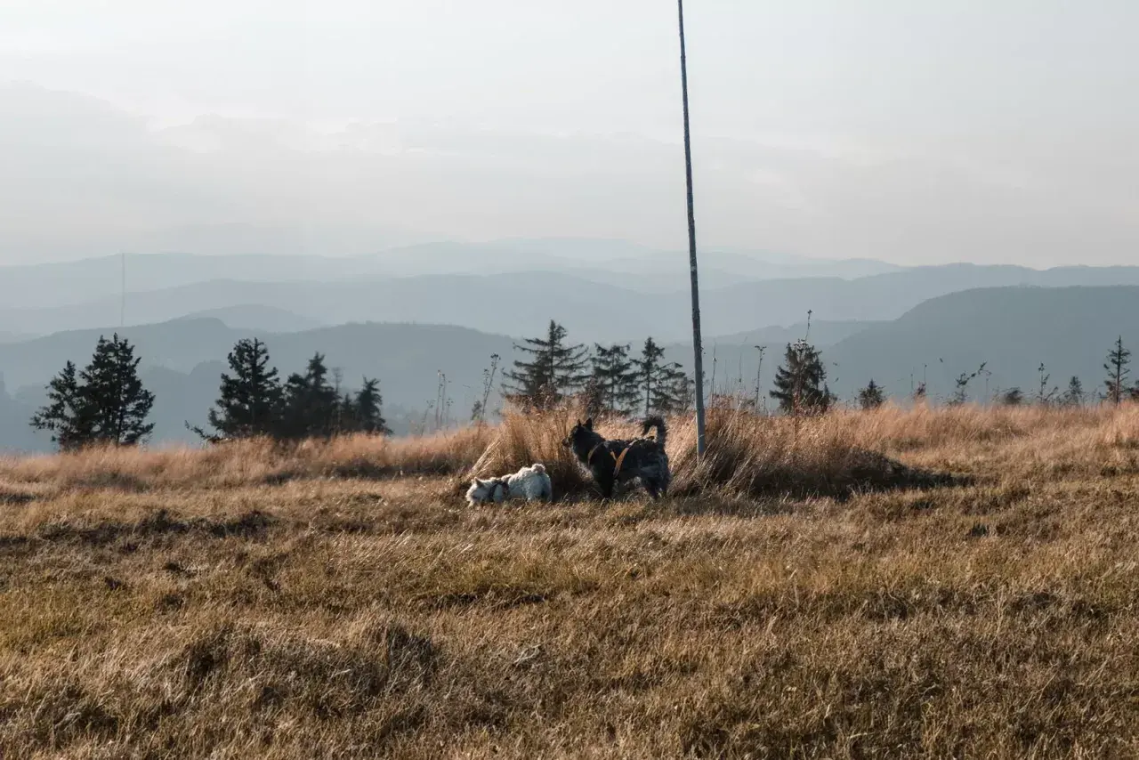 Dwa psy eksplorują trawiaste wzgórze z widokiem na góry. Idealne miejsce, gdzie w góry z psem.