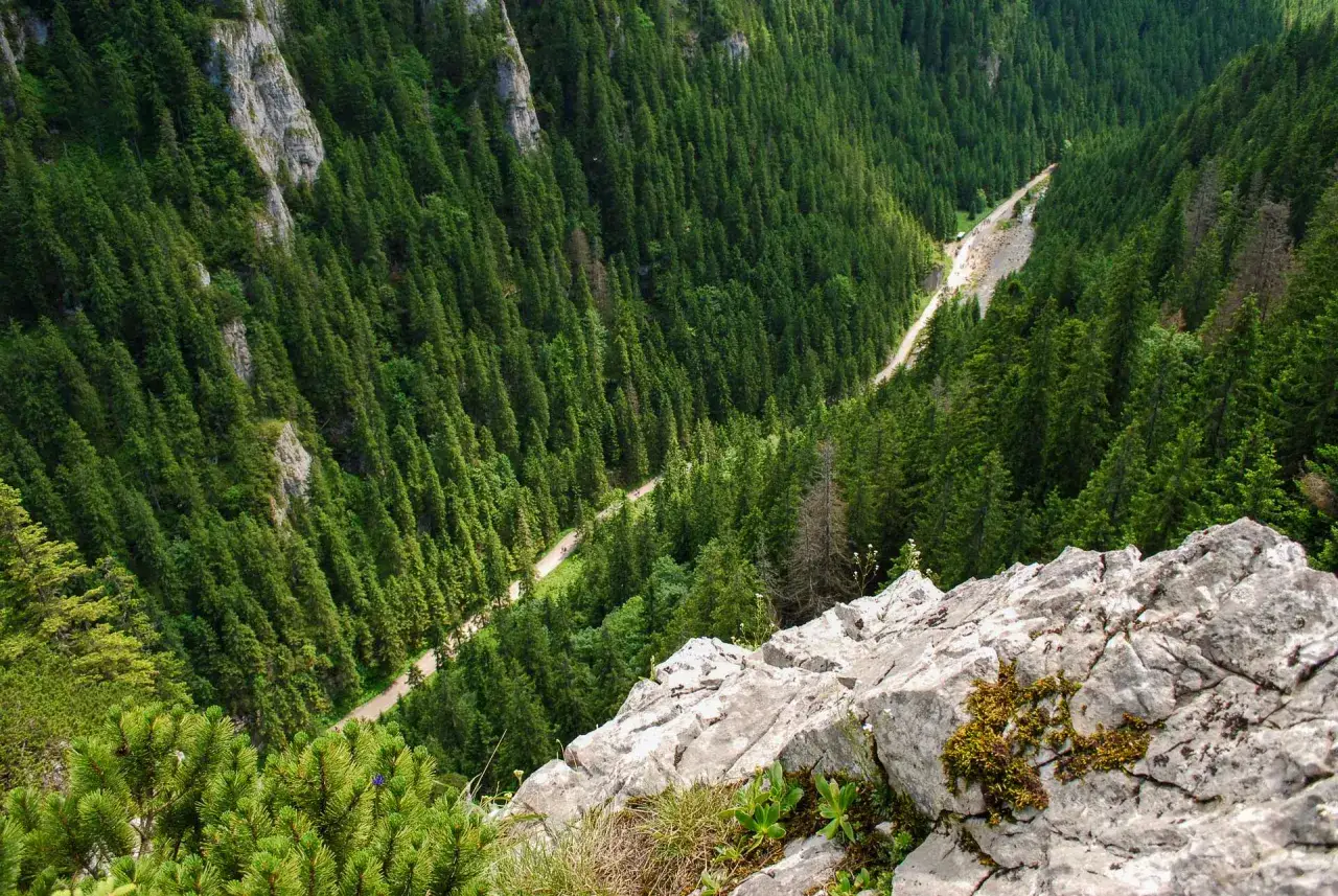 Widok z góry na zalesioną Dolinę Kościeliską, z krętą drogą wijącą się wśród drzew.